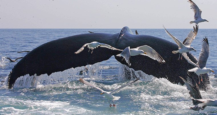 Whale's tail and seagulls during a Whale watch offCape Cod