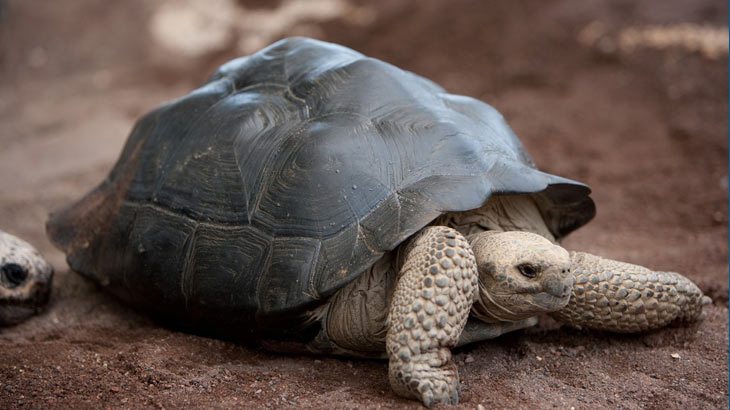 Giant tortoise on the Galápagos Islands off of Ecuador. photo©CarolKent