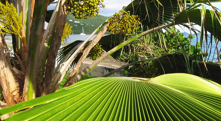 BVI-7_GreenPalmLeafandPalmVeg