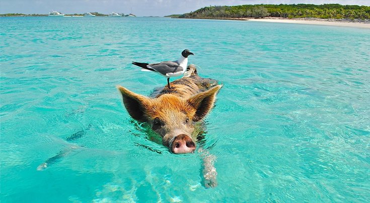 Warm Turquoise Exumas waters