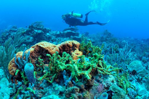 Scuba diving in St. Vincent coral reef Windward Islands