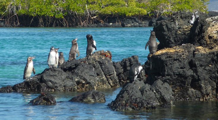 Penguins on Galapagos Island rocks photo©CarolKent