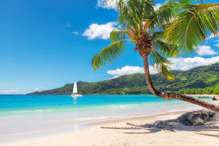 Amazing beach with coconut palm tree and sailing yacht