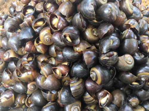 A local delicacy - winkles or fancy sea snails AQUA MEKONG