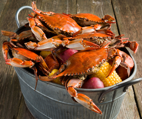 Chesapeake Bay Maryland crabs in a bucket