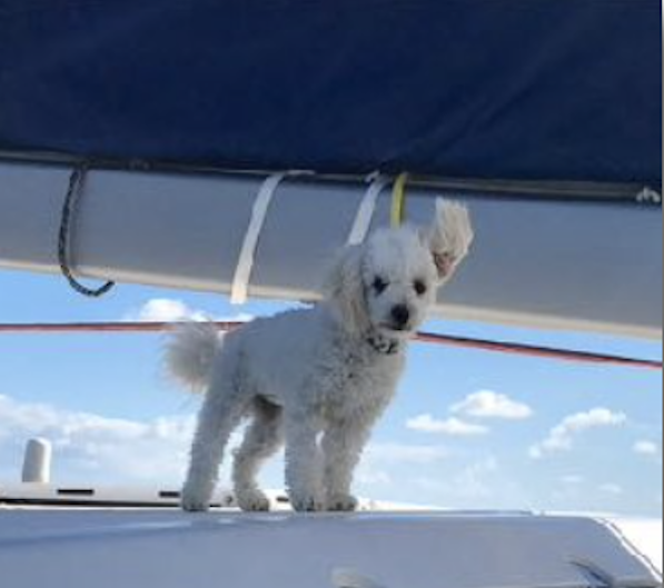 on S-Y PARADIGM SHIFT's First mate, Sailor, a 10-pound Bichon Poodle, is hypoallergenic and loves everyone.