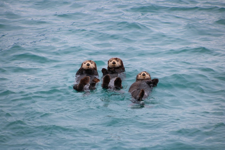 3 otters floating in Alaska waters