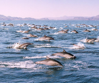 Scores of dolphins on the move in the Sea of Cortez off luxury motor yacht LADY KATANA